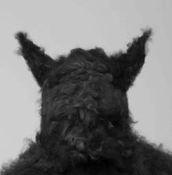 Gegen Gravitation und Willensfreiheit